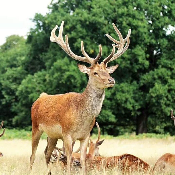 Richmond Park Kingston Gate