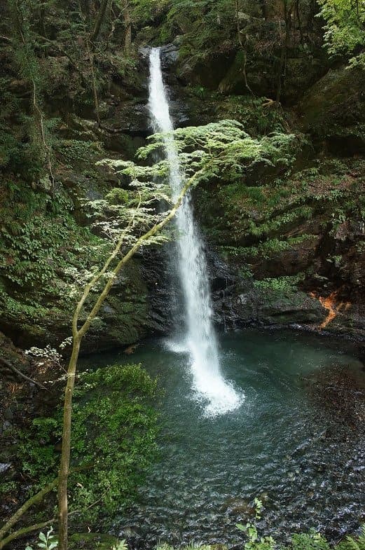 滝見台から滝の全体が見えます