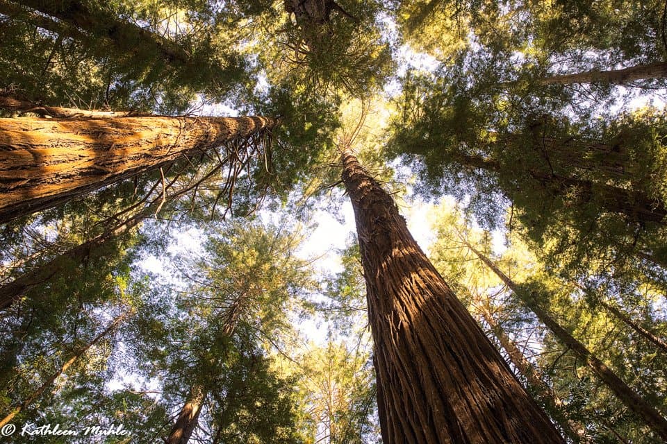 Trees are 300 feet tall and some close to 1,000 years old