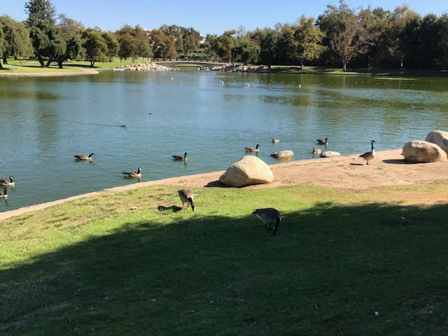Some geese