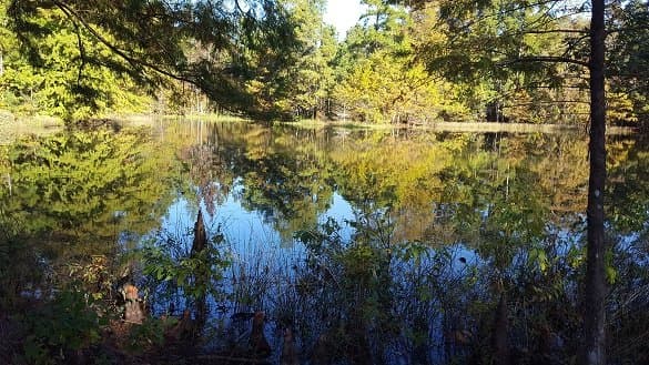 Scenic pond near the middle of the south section of the forest