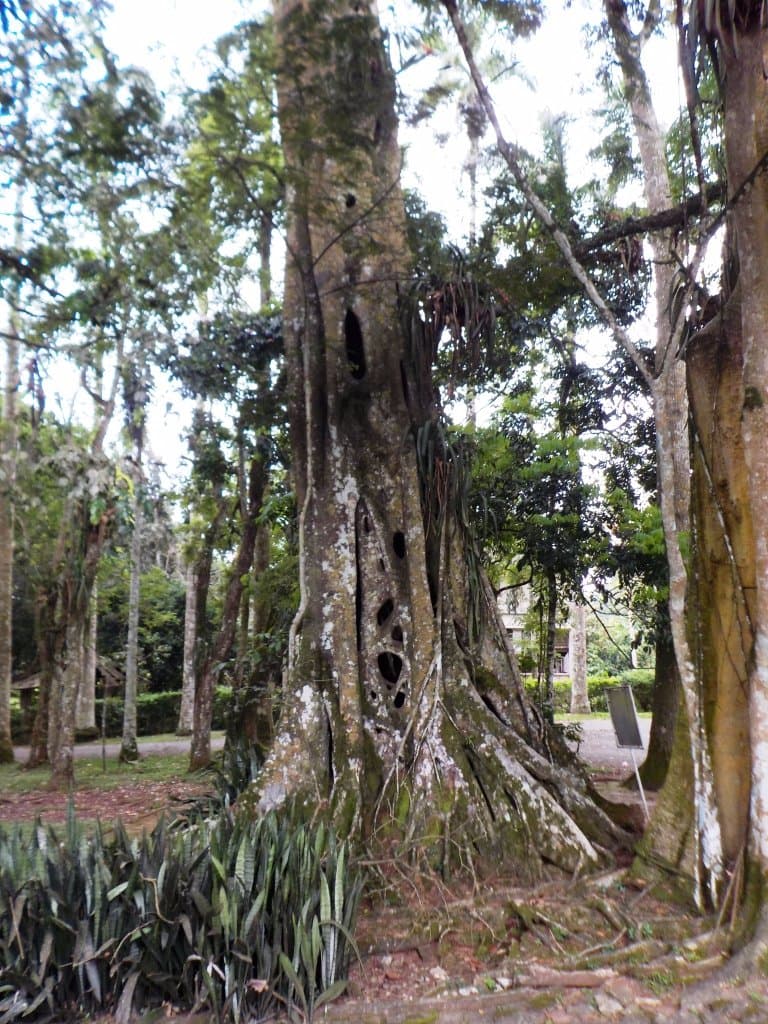 Aburi botanic park