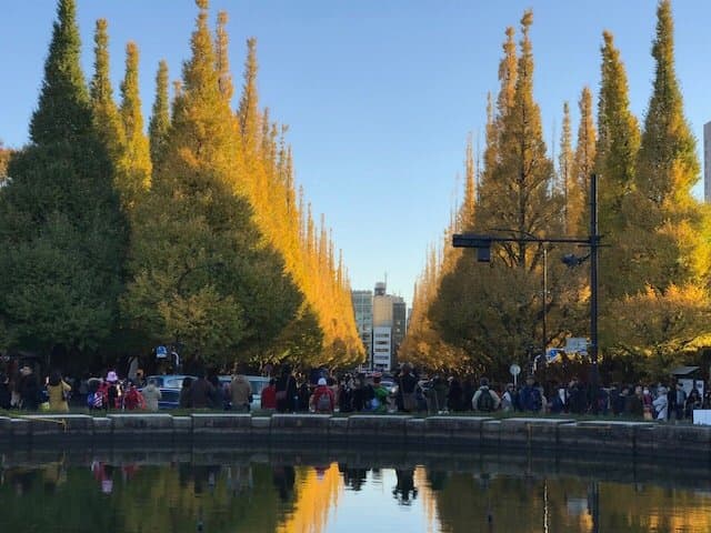 黄葉したイチョウ並木