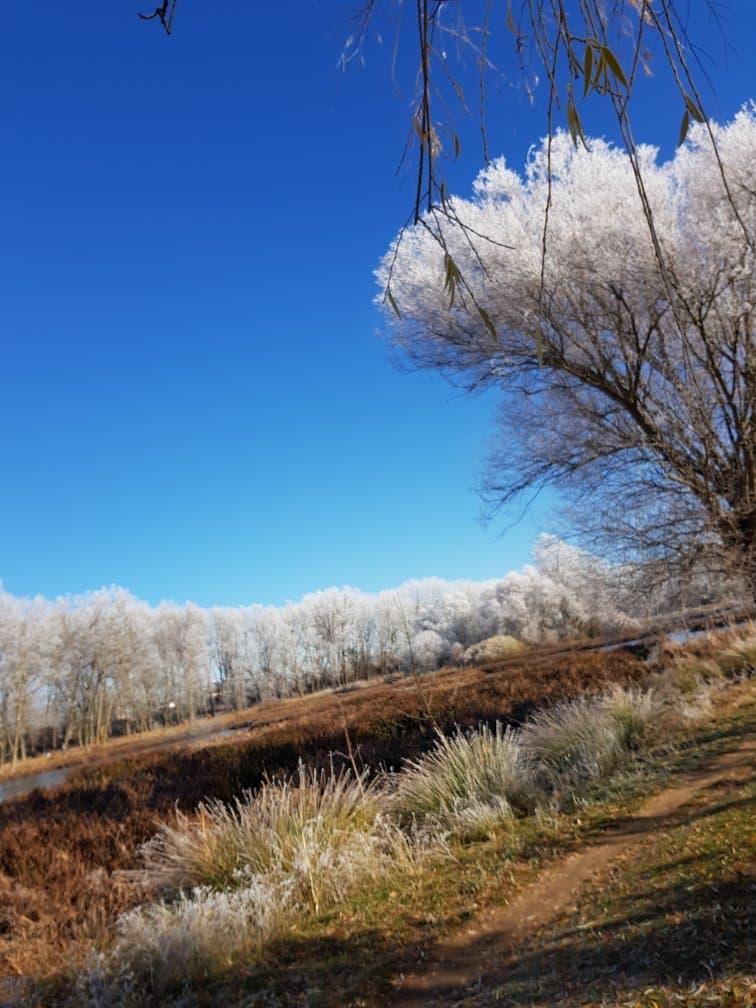 La CENCELLADA decora el PARQUE¡¡¡