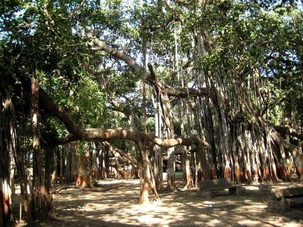 banyan tree