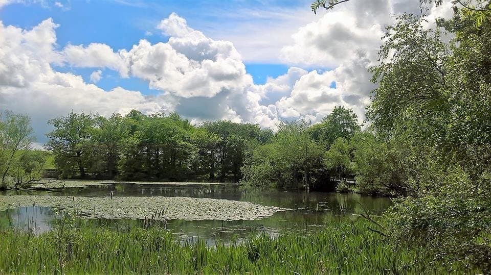 The pond