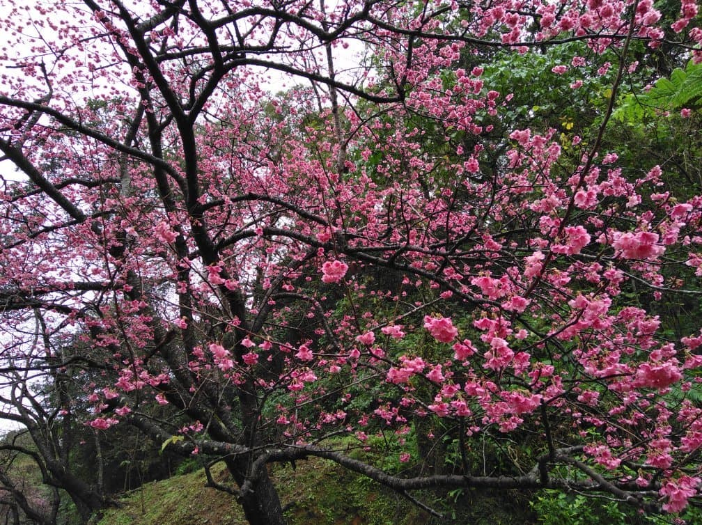Route 84 Sakura Tunnel