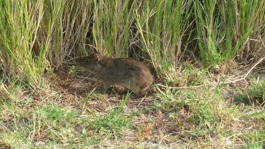 Parque Ambiental Banhado da Vergueiro