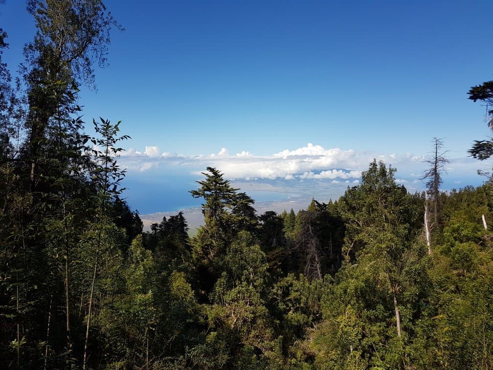 Polipoli Spring State Recreation Area