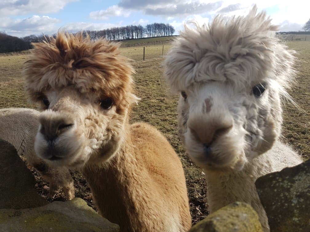 Mayfield Alpacas