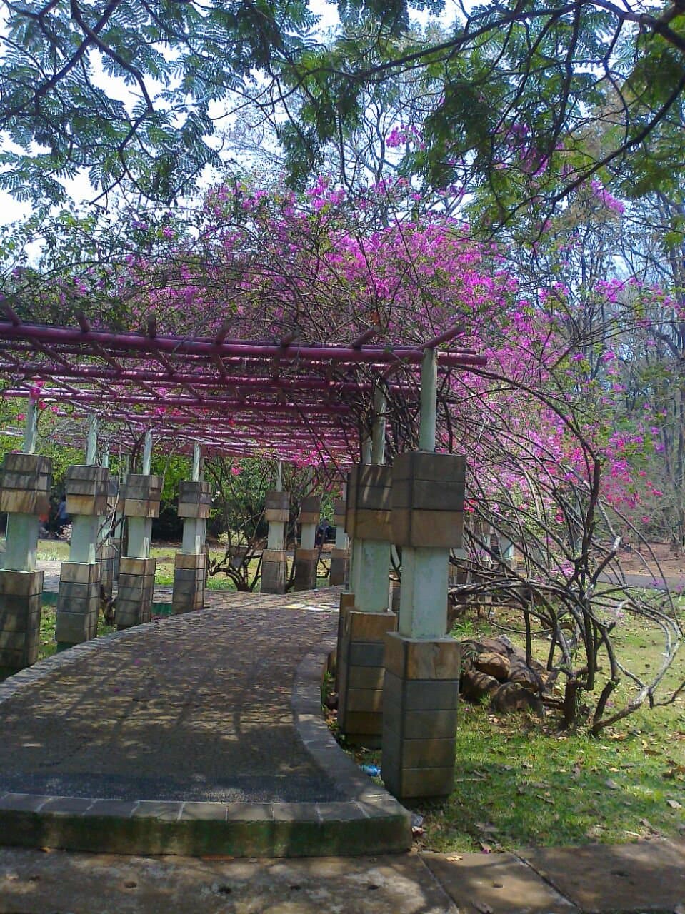 Bougenville Garden
