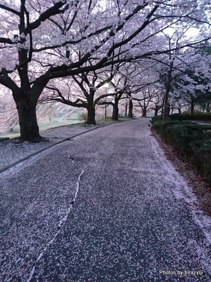 桜の季節