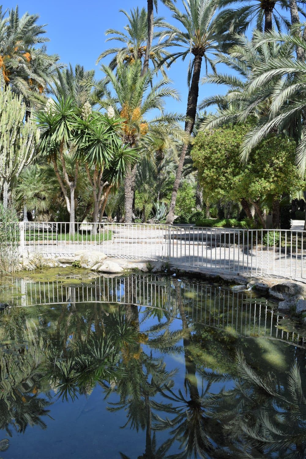 Relections in Parque Municipal