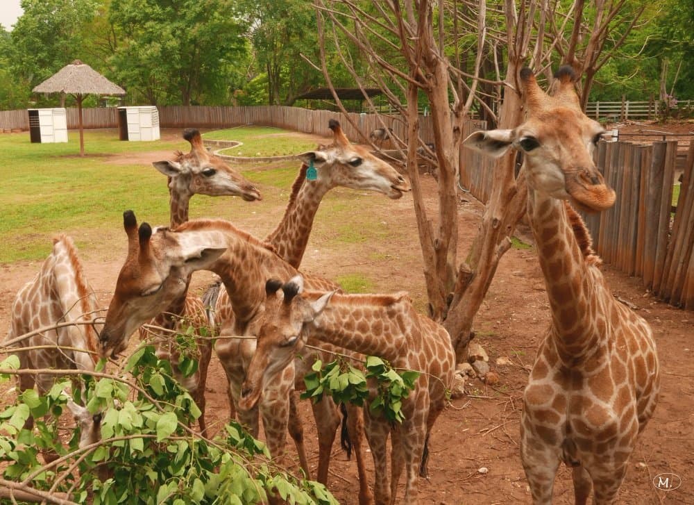 Giraffen von oben