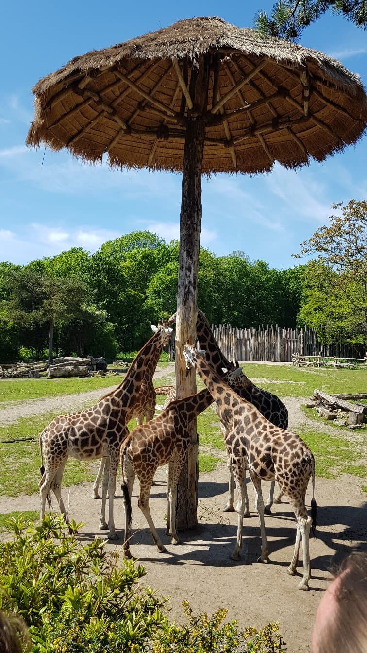 Kongresshalle am Zoo