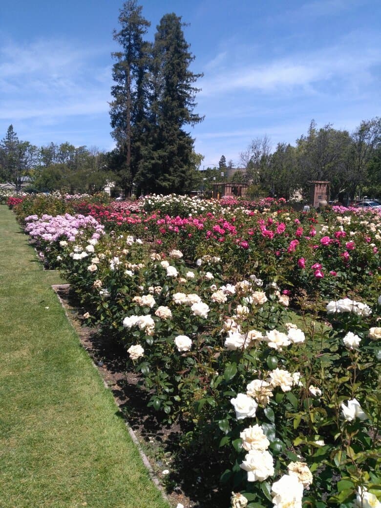 San Jose Heritage Rose Garden