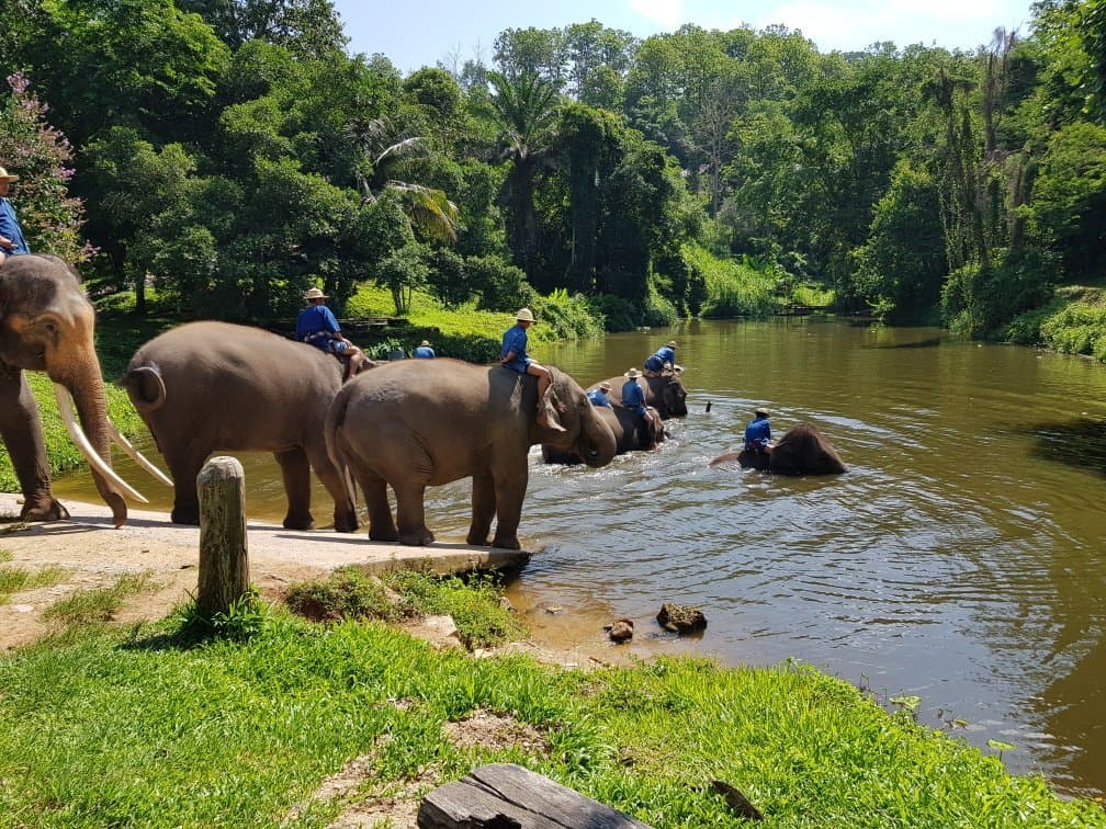Thai Elephant Conservation Center