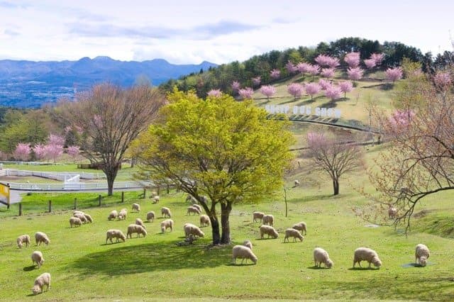 ひつじと桜