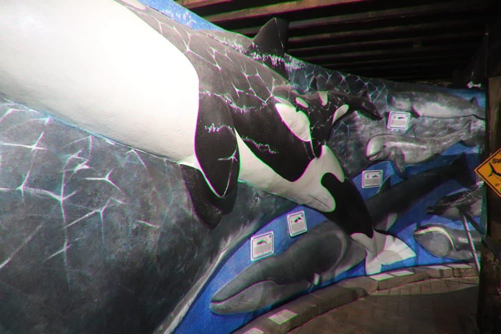 More painted whales