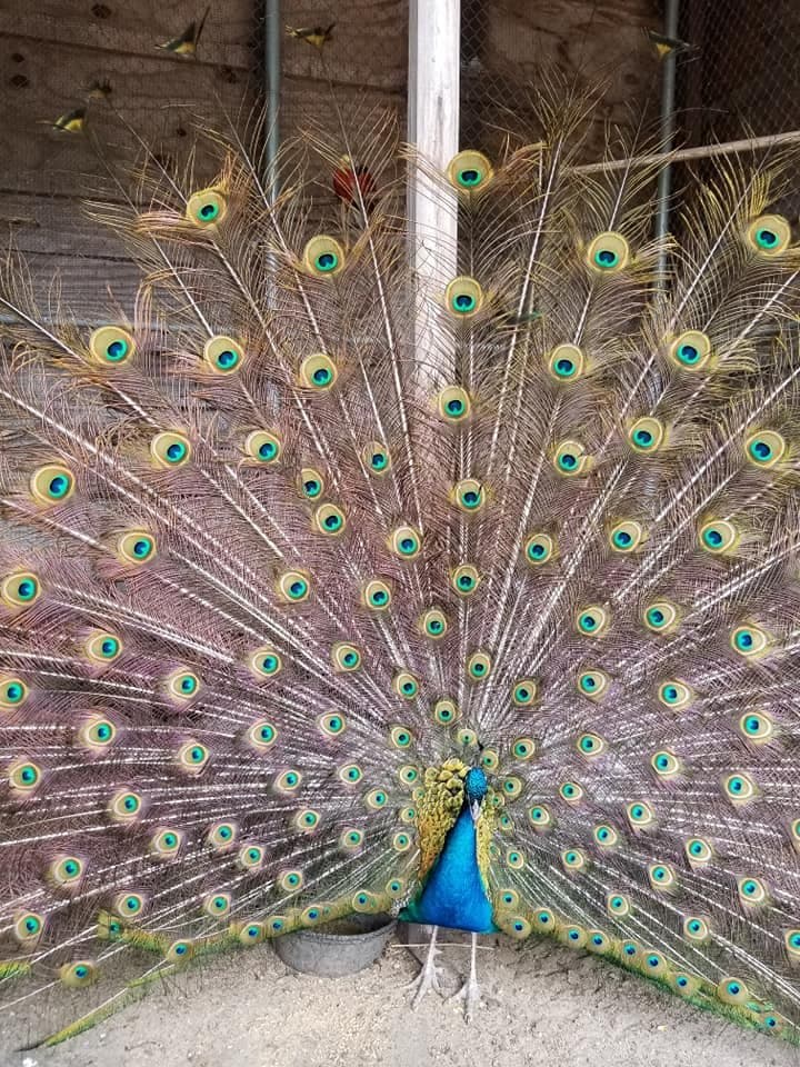 World War I Memorial Park and Zoo