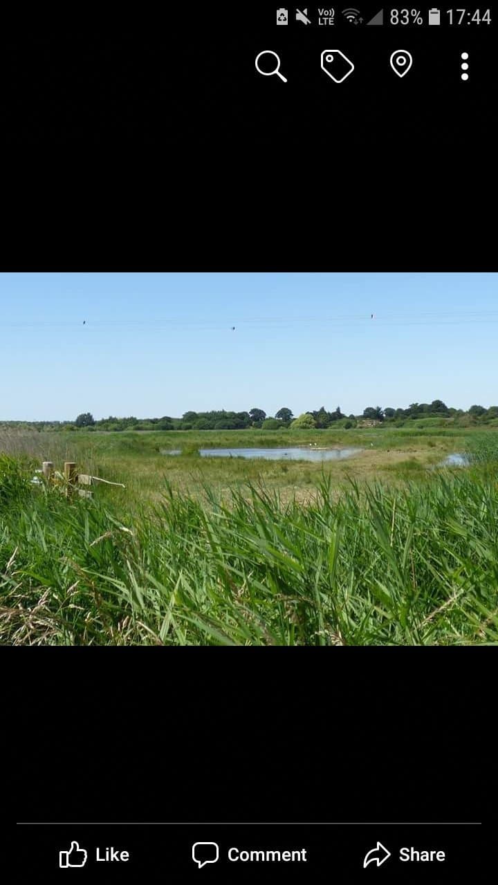 Hen Reedbeds