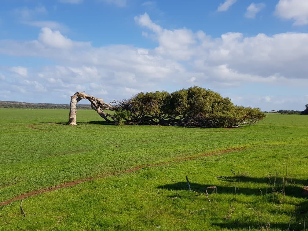 Leaning Trees Greenough