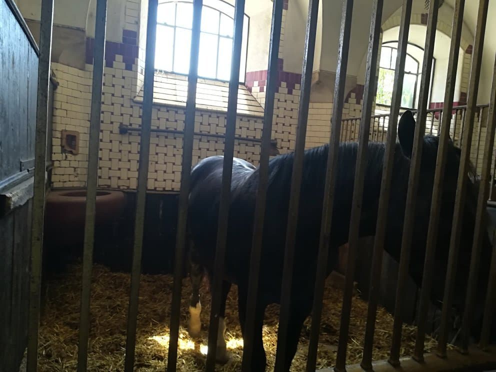 Książ Stallion Depot