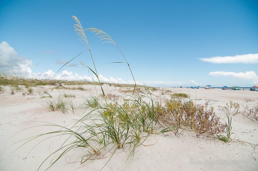 Anastasia State park, dunes and plants