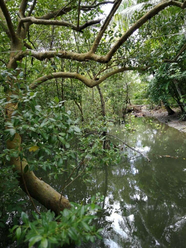 Navitas Beach. Black beach and mangroves.