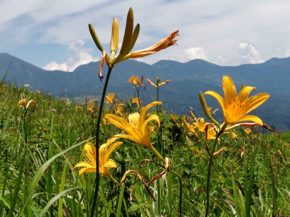 Kirigamine Highlands