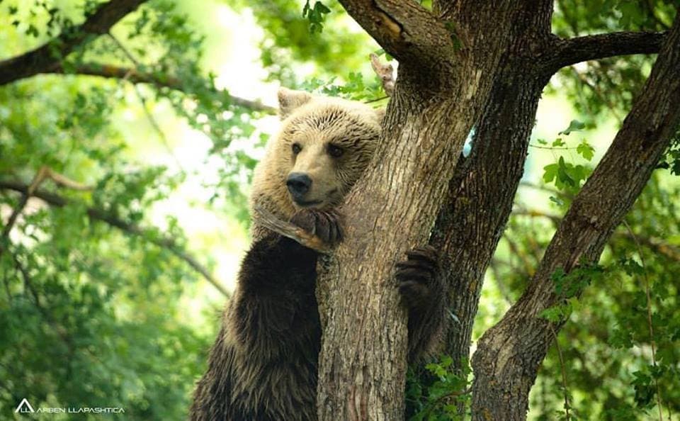 A rescued bear enjoying its large enclosure. 