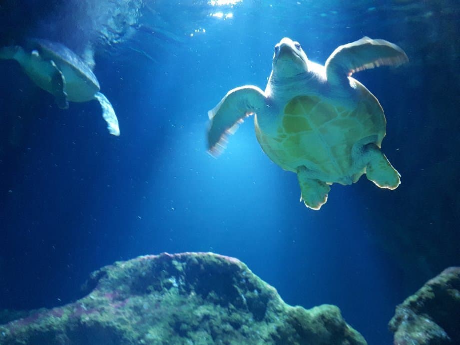 La Rochelle Aquarium