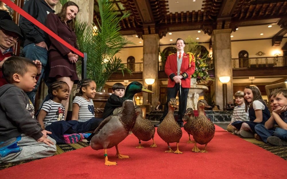 Peabody Ducks with Duckmaster Anthony