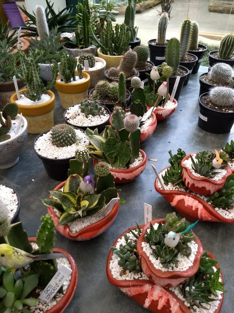 Show de Cactus...