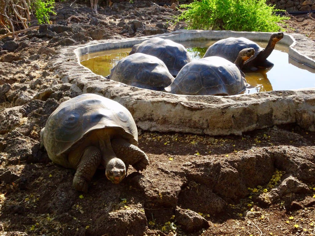 Charles Darwin Research Station