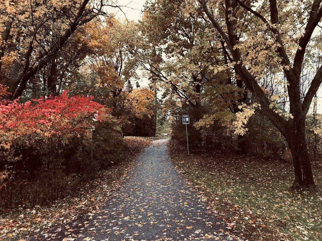 James Gardens & autumn foliage colours
