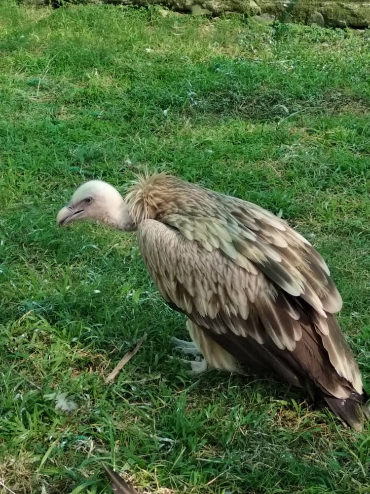 Manipur Zoological Garden