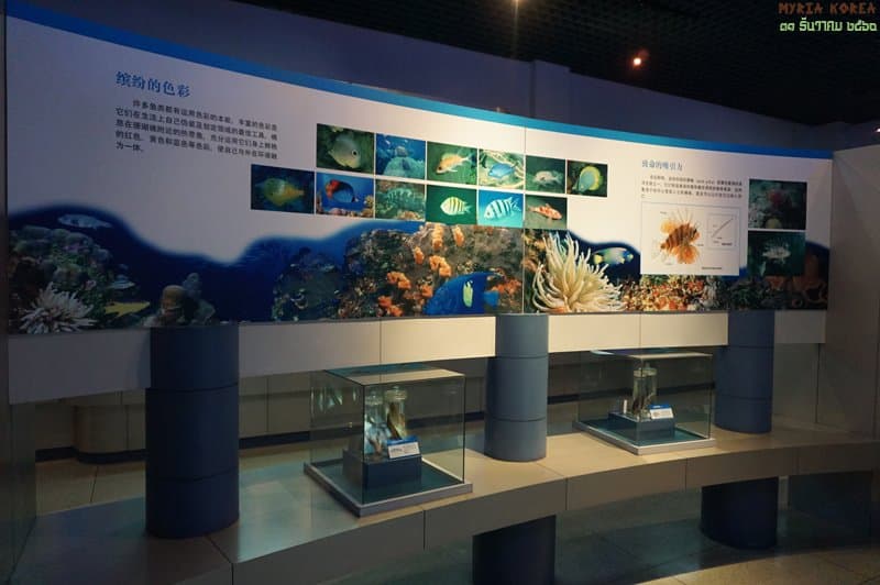 바닷물고기들의 색과 쏠배감펭 설명