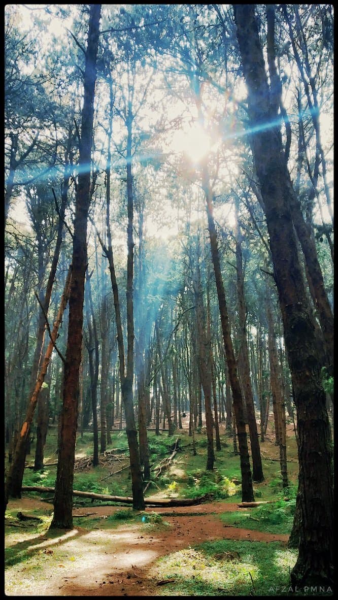 Pine Forest Kodaikanal