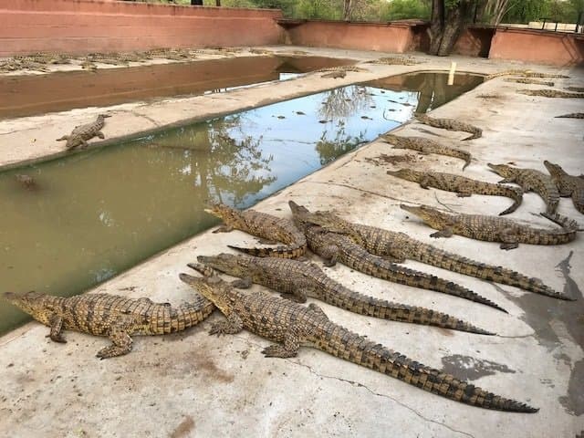 Krokodile