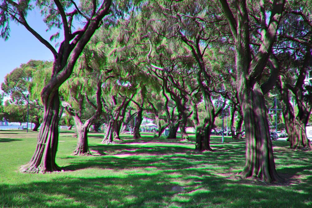 Grass and trees