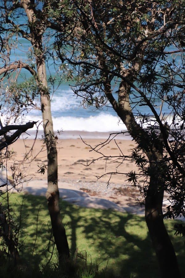 Trees