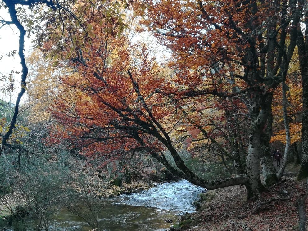Hayedo de Montejo