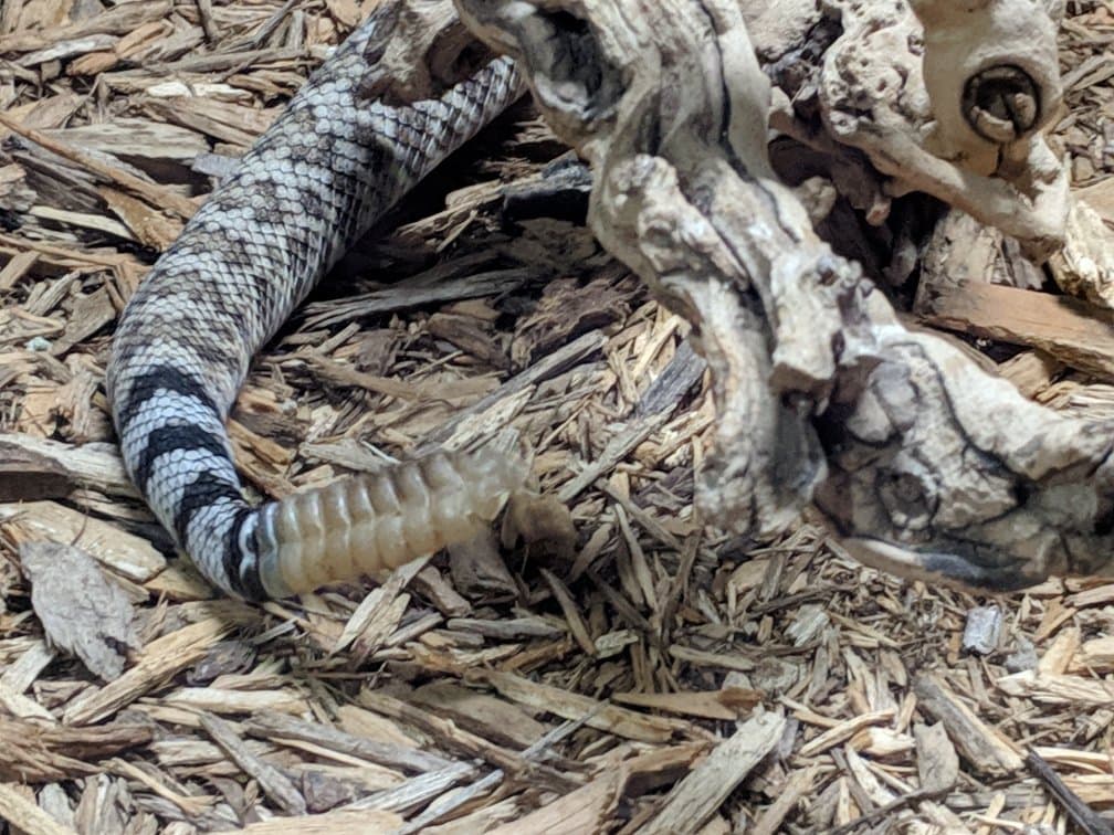 Rattlers and Reptiles