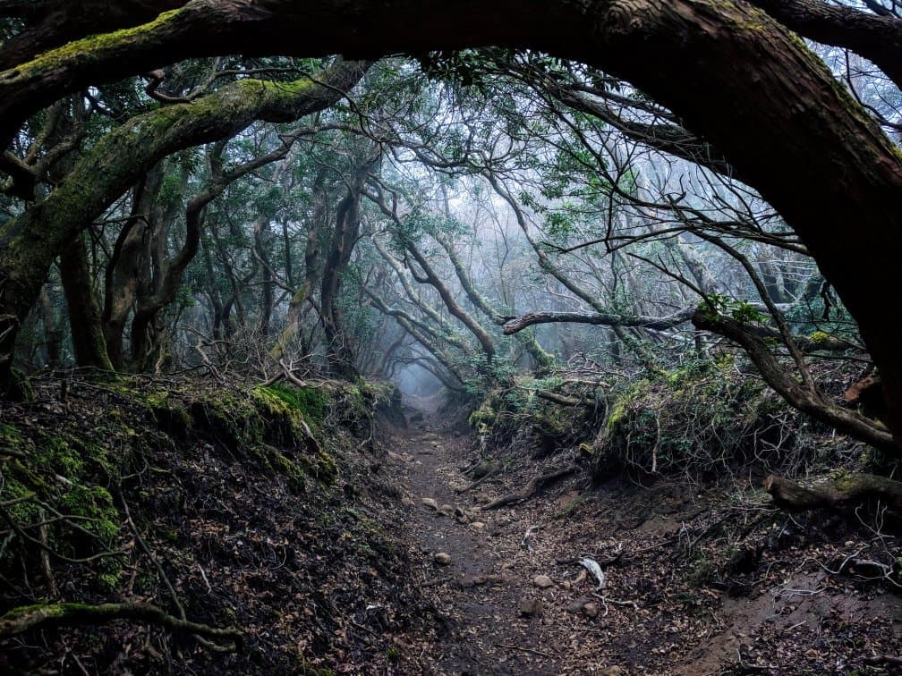 まるでロードオブザリングにでてくるエントの森のよう。 晴れてたら富士山が見えるようです。