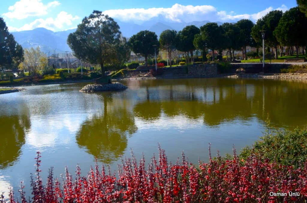 Adalet parkında çamlar, Denizli 