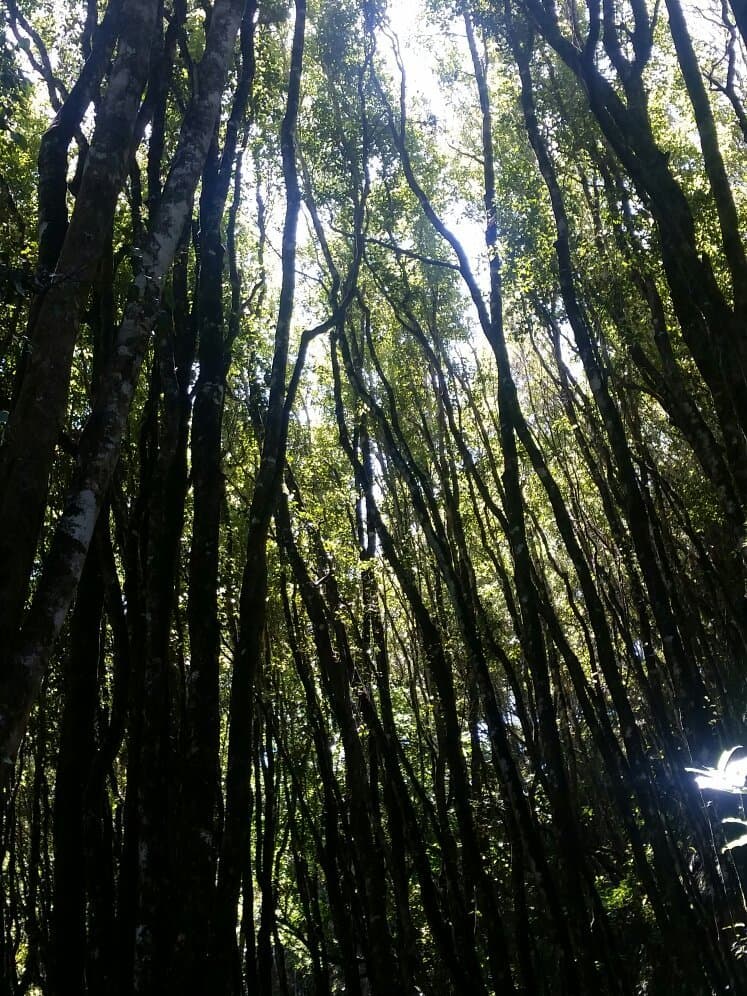 Tunnel Terrace Walk Goldsborough