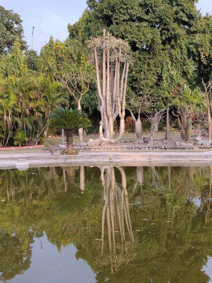 Sarkaria Cactus Garden