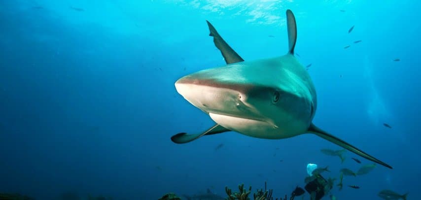 shark feeding