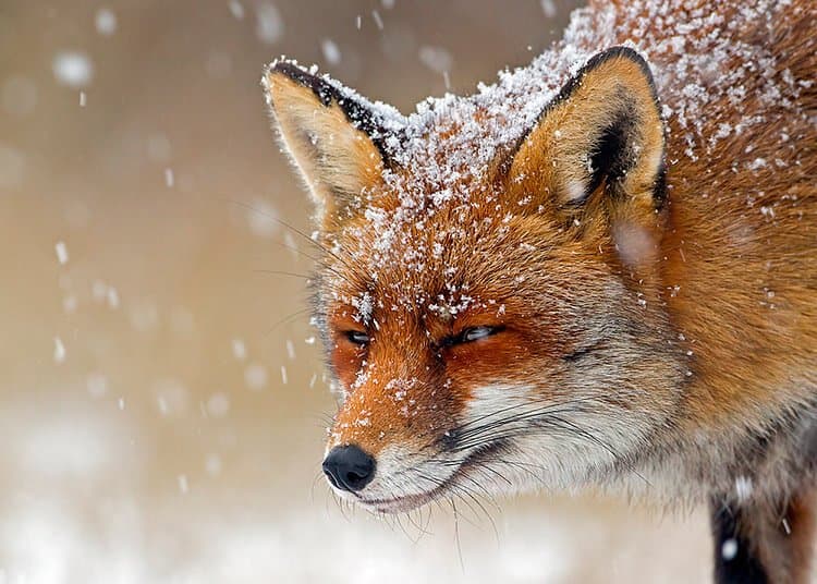 det er en rev vi så når det var snø. Jeg tok bildet.